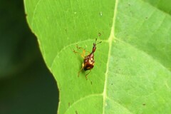 Apoderinae
