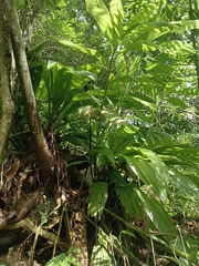 Cephalantheropsis obcordata
