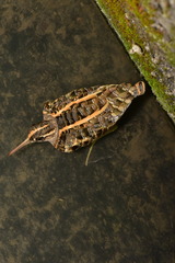 Rostratula benghalensis