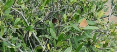 Chrysoritis chrysaor