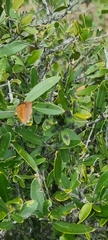 Chrysoritis chrysaor