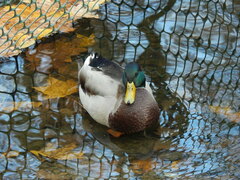 Anas platyrhynchos