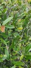 Chrysoritis chrysaor