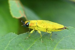 Philocteanus