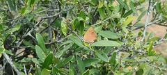Chrysoritis chrysaor