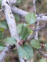 Rhamnus crocea