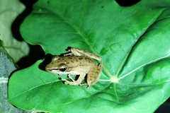 Chalcorana chalconota