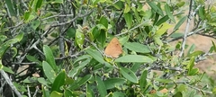 Chrysoritis chrysaor