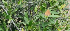 Chrysoritis chrysaor