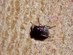 Australophyra rostrata