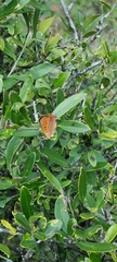 Chrysoritis chrysaor