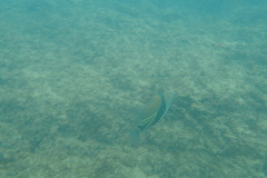Rhinecanthus rectangulus