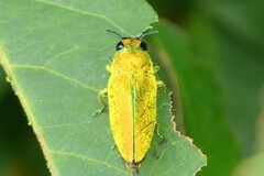 Philocteanus