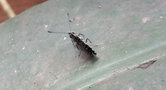 Catagramma pyracmon pyracmon