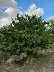 Crataegus mexicana