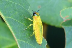 Philocteanus