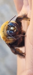 Xylocopa flavorufa
