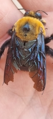 Xylocopa flavorufa