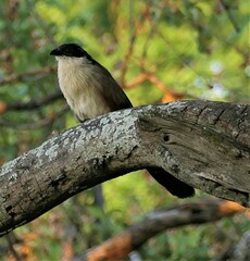 Centropus superciliosus burchellii