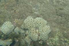 Palythoa tuberculosa