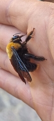 Xylocopa flavorufa