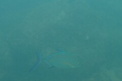 Caranx melampygus