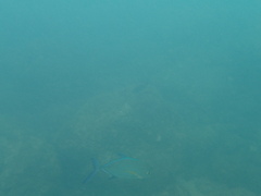 Caranx melampygus