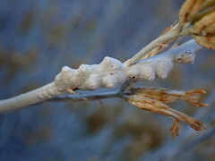 Rhopalomyia chrysothamni