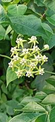 Funastrum