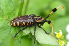 Aristobia approximator