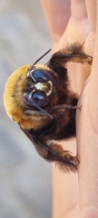 Xylocopa flavorufa