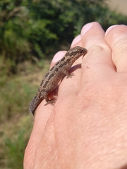 Pachydactylus maculatus