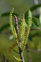 Excoecaria agallocha