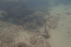 Acanthurus nigrofuscus