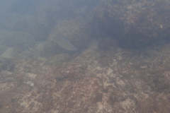 Caranx melampygus