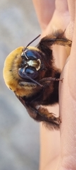 Xylocopa flavorufa