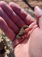 Pachydactylus maculatus