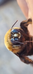 Xylocopa flavorufa