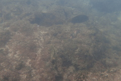 Parupeneus multifasciatus