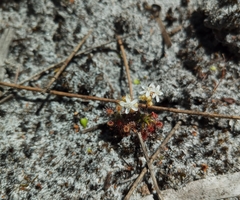 Drosera roseana