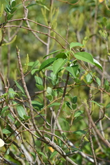 Excoecaria agallocha