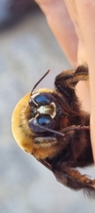 Xylocopa flavorufa