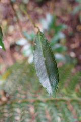 Ardisia crenata image