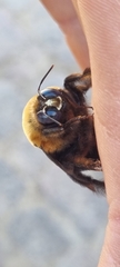 Xylocopa flavorufa