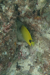 Chaetodon miliaris