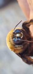 Xylocopa flavorufa
