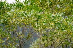 Olea lancea
