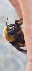 Xylocopa flavorufa