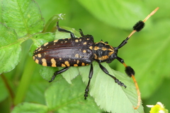 Aristobia approximator