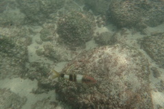 Parupeneus multifasciatus